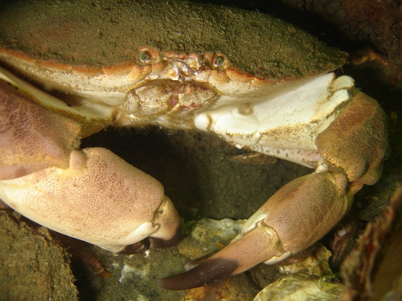 2012-07-07 15-24-35 Ludo.JPG